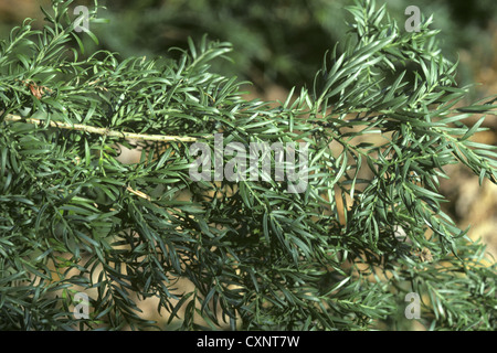 Prince Albert’s Yew Saxegothaea conspicua (Podocarpaceae) Stock Photo