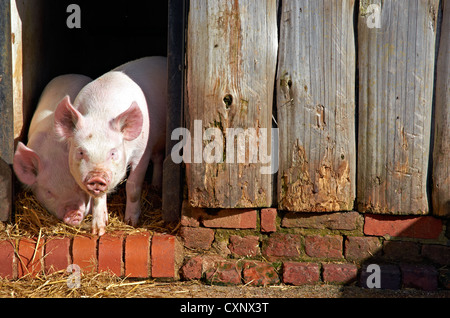 Middle white piglets looking out of the entrance to a rustic pig sty. Stock Photo