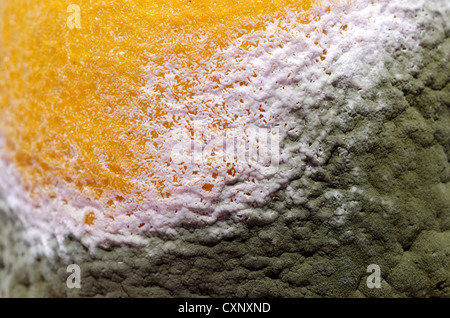 Some Penicillium and Aspergillus molds on lemon fruit. Stock Photo