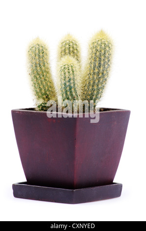 cactus isolated over white background Stock Photo