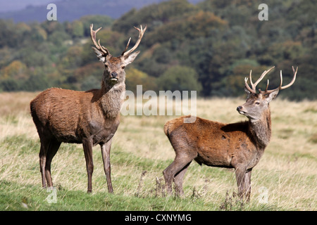Two Young Red Deer Stags At Lyme Park, Cheshire, UK Stock Photo