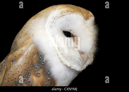 Close-up Of A Captive Barn Owl Tyto alba Stock Photo