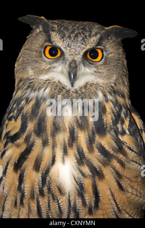 Captive European Eagle Owl Bubo bubo Stock Photo