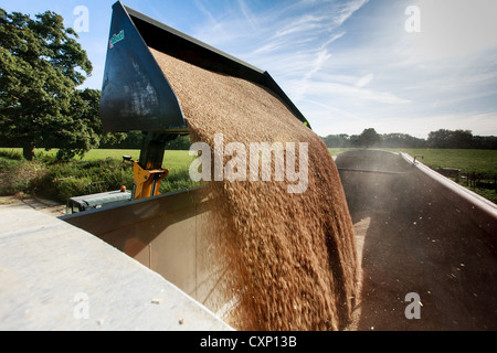 Grain being uploaded from the store and loaded into an articulated ...