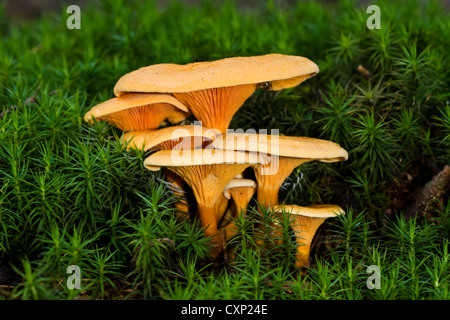 Velvet foot (Flammulina velutipes), growing in moss. Stock Photo