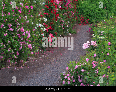 Path through roses. Heirloom Gardens. St. Paul, Oregon Stock Photo