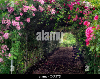 Rose arbor. Heirloom Gardens. St. Paul, Oregon Stock Photo