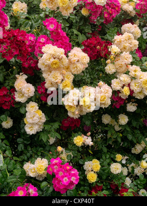 Wall of climbing roses. Heirloom Gardens. St. Paul, Oregon Stock Photo