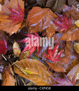 Wet fallen leaves of ornamental trees, Acer palmatum 'Katsura', Hornbeam  (Carpinus betulus) and Magnolia 'David Clulow'. Stock Photo