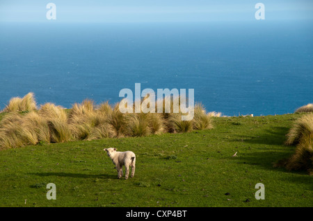 Lambs grasing on a meadow along the Pacific coast at Lover's Leap on Otago Peninsula in New Zealand.  Lämmer grasen auf  Weide. Stock Photo