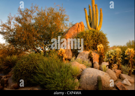 Cactus garden. Sonoran Desert. Arizona Stock Photo