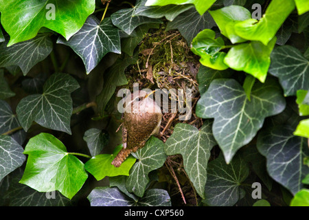 Eurasian wren (Troglodytes troglodytes) at nest hidden in ivy, Belgium Stock Photo