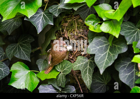 Eurasian wren (Troglodytes troglodytes) removes a fecal sac with feces of nestlings from nest hidden in ivy, Belgium Stock Photo