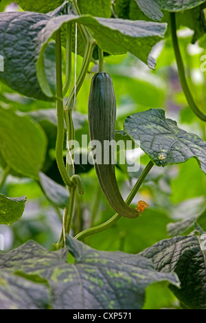 Cucumber (Cucumis sativus) growing on vine Stock Photo