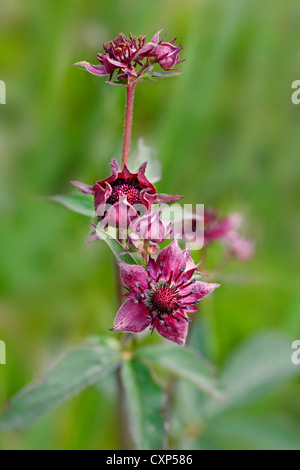 Purple Marshlocks / Swamp Cinquefoil / Marsh Cinquefoil (Potentilla palustris / Comarum palustre) in flower, High Fens, Belgium Stock Photo