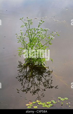 Fine-leaved water-dropwort (Oenanthe aquatica) flowering in pond, Belgium Stock Photo