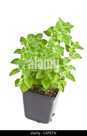 Young oregano plant fresh from the greenhouse grower. Stock Photo