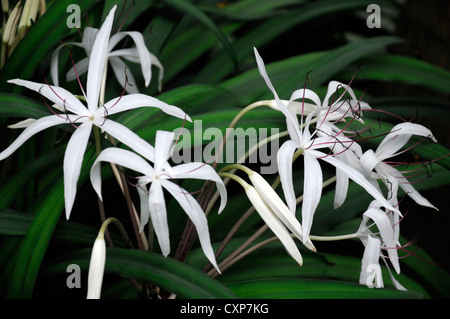 Starry Crinum purpurascens white flowers flower Amaryllidaceae Tropical plant swamp lily Stock Photo