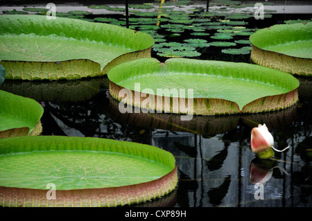 victoria cruziana leaves santa cruz water lily leaf giant water lily water ponds nymphaea lilies pads green red leaf leaves Stock Photo