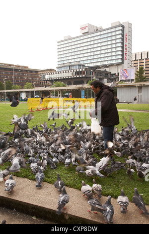Pigeons feeding in Piccadilly Garden, Mercure hotel in the background Manchester UK Stock Photo