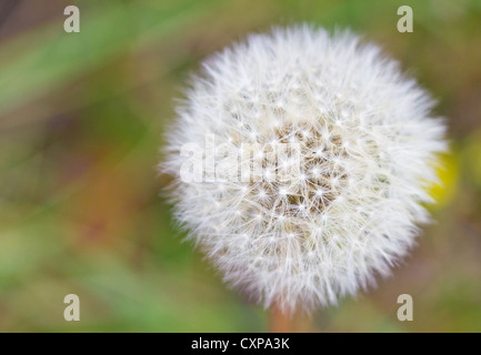 dandelion outdoors with textspace Stock Photo