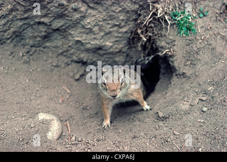 Uinta ground squirrel (Urocitellus armatus), formerly (Citellus armatus),  comes out of burrow to check out photographer, Wyoming USA. Stock Photo