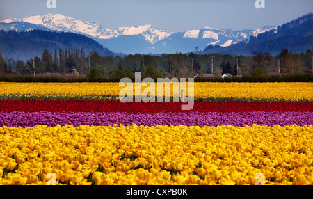 Yellow Red Purple Tulips Flowers Daffodils Snow Mountains Skagit Valley Farm Washington State Pacific Northwest Stock Photo