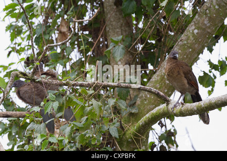 Gray-headed Chachalaca (Ortalis cinereiceps) in tree at Rancho Naturalista near Turrialba, Costa Rica. Stock Photo