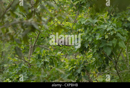 Roadside Hawk (Buteo magnirostris) on nest in forest near Rancho Naturalista, Costa Rica, Central America. Stock Photo