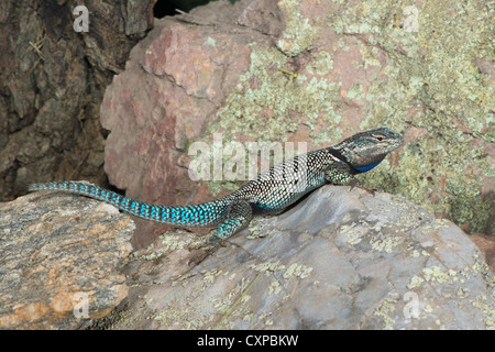 Mountain Spiny Lizard Sceloporus jarrovii Huachuca Mountains, Cochise County, Arizona, United States 9 October Adult male Stock Photo
