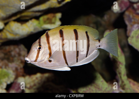 Underwater view of a Convict Surgeonfish or Manini (Acanthurus triostegus) Stock Photo
