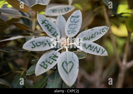 Dusty leaves written on by the public 'messages of love' Stock Photo