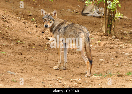 Indian Wolf ( Canis lupus pallipes ) Stock Photo