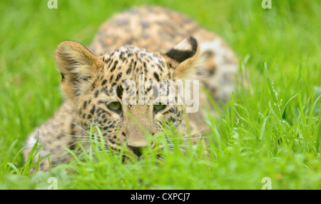 Small young Persian (Caucasian) leopard lying in grass. Stock Photo