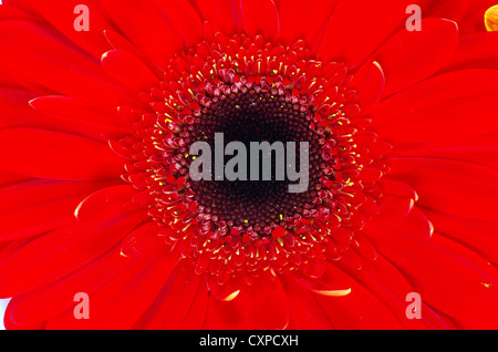 gerbera flower close up background Stock Photo