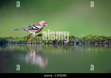 Common chaffinch (Fringilla coelebs) Stock Photo