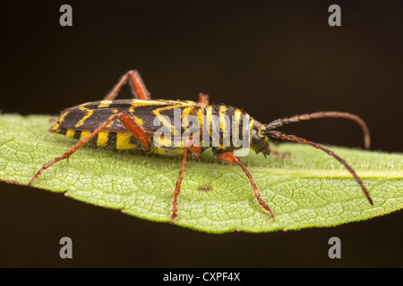 Locust Borer Beetle (Megacyllene robiniae) Stock Photo