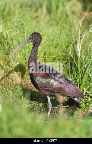 Glossy ibis, Plegadis falcinellus, Intaka Island wetlands, Cape Town, South Africa Stock Photo