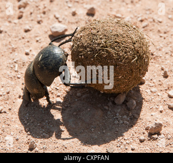 Dung Beetle in the Addo Elephant National Park in South Africa. Stock Photo