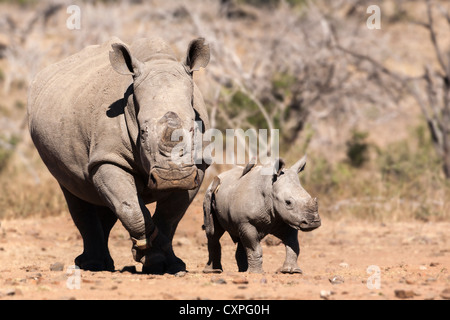 Dehorned white rhino (Ceratotherium simum) with calf, Mpumalanga, South Africa Stock Photo