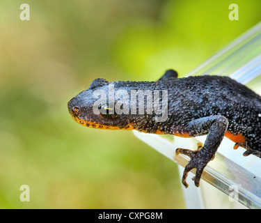 Alpine Newt (Ichthyosaura alpestris) Stock Photo