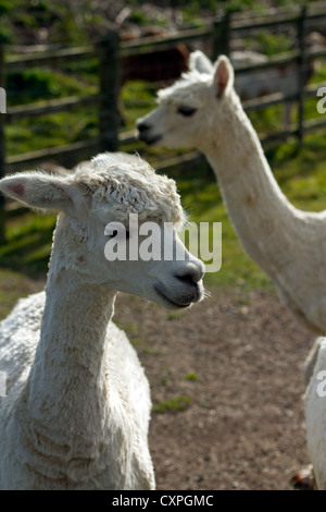 Pair of white alpaca showing face head and neck, like lama Stock Photo