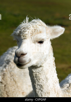 Portrait of Alpaca white white head and neck like llama Stock Photo