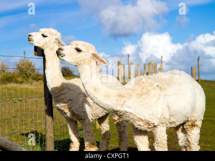 A pair of white alpacas against a beautiful blue sky Stock Photo