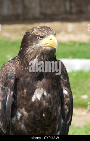 Golden eagle at the English School Of Falconry and Birds Of Prey Centre ...