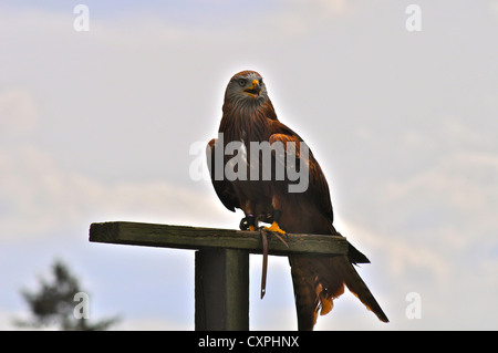Red Kite on perch at The English School of Falconry Stock Photo