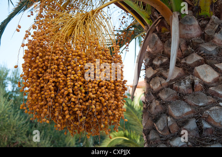 Orange palm fruits on a palm tree in Zante, Greece Stock Photo