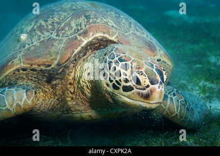 Close up of big sea turtle on the weed bottom Stock Photo