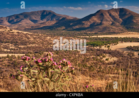 Limpia Mountain and Blue Mountain in Davis Mountains, cholla cactus, from Highway 118 at sunset, near Fort Davis, Texas, USA Stock Photo