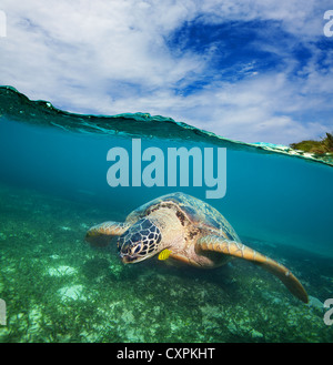 Turtle swimming on the sea bottom - half underwater shot